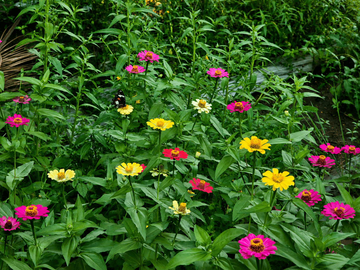 Flower Garden