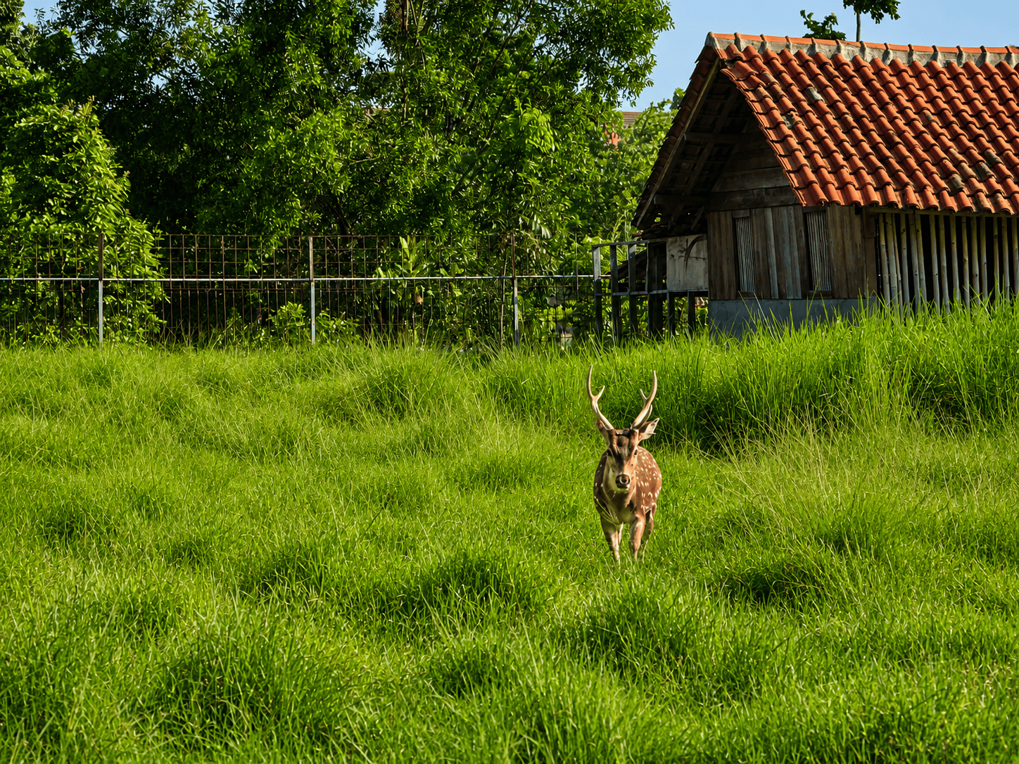 Deer Enclosure
